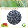 Beneficial Bacteria Fertilizer, Organic Bio Bacteria Fertilizer